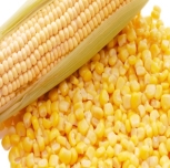 Картинки по запросу рисунок зерна кукурузы